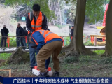 央視報(bào)道 | 守護(hù)千年古榕，TRU樹木雷達(dá)為陽(yáng)朔榕樹開啟“無(wú)損體檢”新時(shí)代！